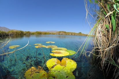 Diversidad. Cuatro Ciénegas es considerada una isla ecológica muy importante; aún así, no se ha registrado ningún evento de Coahuila.