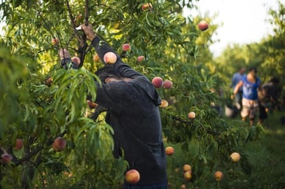 Las estadísticas muestran la sistemática violación de los derechos humanos de 3.5 millones de jornaleros agrícolas. (ARCHIVO)