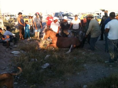 Ruiz Ibarra, resultó sólo con algunos golpes pero un gran susto al embestir al caballo que corría desbocado por el bulevar Laguna.