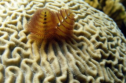 Los arrecifes coralinos son los ecosistemas marinos más diversos del planeta, proveen protección de la costa, purifican las aguas, absorben dióxido de carbono y son fuente de alimento y de esparcimiento. (ARCHIVO)