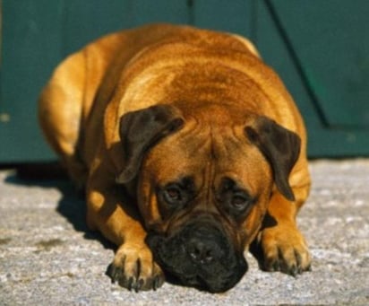 Este fue uno de los perros que participaron en el experimento, su rostro corresponde al momento en que su amo tomó al falso perrito en sus manos y se puso a jugar con éste. (INTERNET)