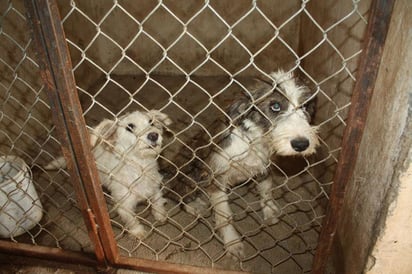 Quejas. Colonos piden que atrapen a los  perros callejeros. 