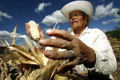 Varios. El campo mexicano requiere apoyos constantes, créditos baratos y capacitación, coinciden expertos.