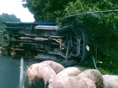 Elementos trabajan en la zona para atrapar a los cerdos, que se dispersaron por la carretera. (Twitter) 
