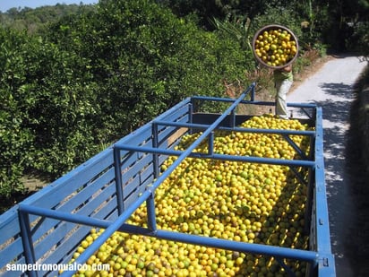 Naranjas. La producción de naranjas corre grave riesgo por el derrame de petróleo de una toma clandestina.