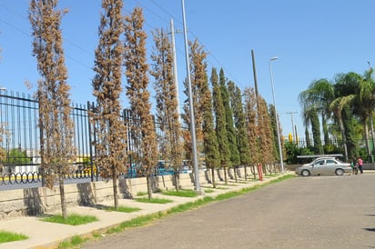 Ecología. La proliferación de maleza en la base de los árboles provoca que se sequen más rápido.