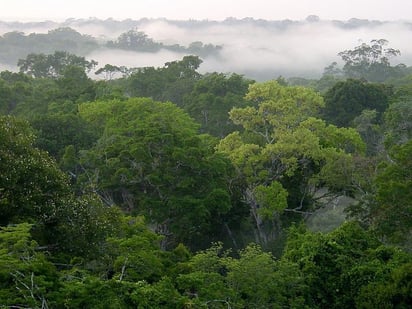 La deforestación es la principal causa en Brasil de las emisiones de dióxido de carbono, tanto por los gases que se liberan con los incendios forestales como por el oxígeno que se deja de generar. (ARCHIVO)