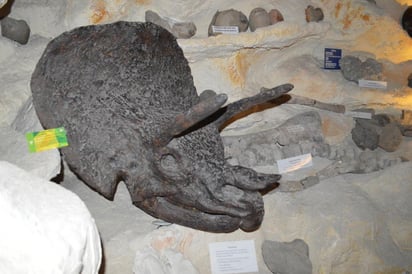 El Museo Paleontológico de la Laguna tendrá que cerrar sus puertas definitivamente ante la falta de apoyo de las autoridades, al proyecto le quedan menos de dos meses de vida. (EL SIGLO DE TORREÓN)