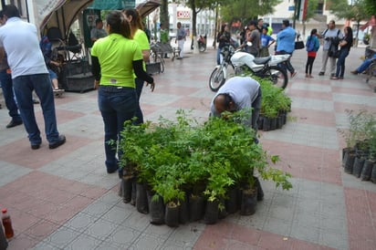 Unidos. A la megareforestación se unió el municipio de Lerdo, destacó la participación de familias enteras y jóvenes. 