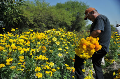 Casi listas. En pocos días podrá levantarse la cosecha de flores en los campos de los ejidos de Lerdo, para venderlas el Día de Muertos.