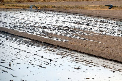 Crisis. Aunque hay más agua, el campo lagunero sigue afectado.