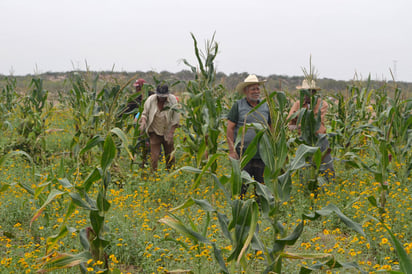 Financiamiento. Pueden obtener los productores del campo para desarrollar proyectos productivos.