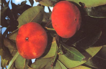 Estas propiedades se encuentran en las hojas del árbol conocido popularmente como mabolo (Diospyros blancoi), colectado en 2008 en el Refugio de Vida Silvestre de Golfito. (TOMADA DE INTERNET)