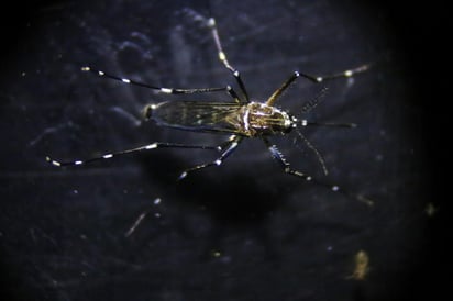 Este nuevo tipo de anticuerpos descubierto en humanos, que también neutraliza el estado inicial del virus presente en los mosquitos, podría conducir al desarrollo de vacunas y tratamientos efectivos para combatir la enfermedad. (ARCHIVO)