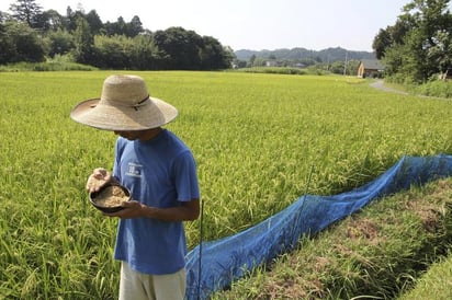 En 2014, un total de 10.75 millones de sacos de arroz cultivado en Fukushima fueron sometidos a pruebas de radiación y todos ellos registraron menos de 100 bequereles por kilogramo, lo que está por debajo de la media nacional. (ARCHIVO)