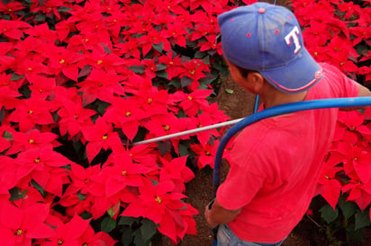 Los investigadores buscan mejorar la calidad y el color de las flores de ornamento para también mejorar la producción de los vendedores de este ramo. (ARCHIVO)