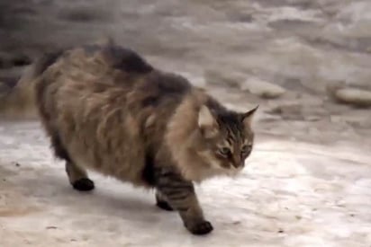 Heroico. Tras el abandono de sus padres, un gato logró salvar la vida de un bebé en las frías calles de Moscú. (INTERNET)