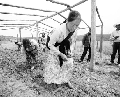 Proyecto. Esperan mayores apoyos en la zona indígena para construcción de huertos.