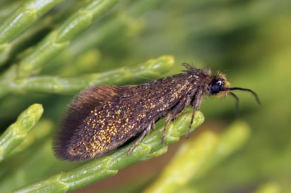 Este insecto primitivo tiene una vida muy corta, de un día aproximadamente ya que tras emerger de su capullo, se aparea y la hembra pone huevos y muere casi de inmediato. (EFE)