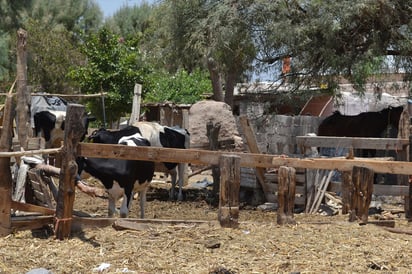 Riesgo. Compra de leche a productores de traspatio está en riesgo por problema de una empresa.