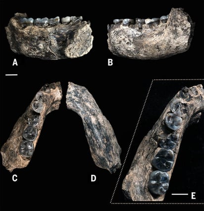 El descubrimiento mueve hacia atrás unos años el reloj de la evolución humana, puesto que hasta ahora los fósiles más antiguos de este género, al que pertenece el hombre actual, databan de entre 2.3 y 2.5 millones de años. (EFE)