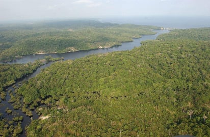 Ha reducido a la mitad su capacidad para absorber dióxido de carbono de la atmósfera debido a la rápida velocidad con la que mueren los árboles en esta región. (ARCHIVO)