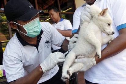 La Secretaría de Salud exhorta a la población que cuente con perros y/o gatos de más de un mes de edad, a que acuda a los diferentes módulos fijos ubicados en Centros de Salud y Clínicas Veterinarias para vacunar a sus mascotas. (ARCHIVO)