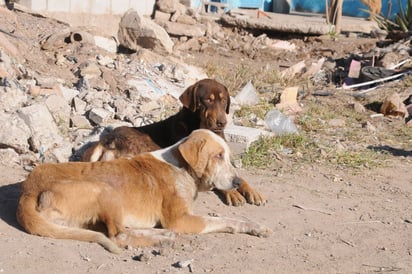 Medidas. La Dirección de Salud alertó sobre los riesgos que representan la falta de cuidado en los perros. (EL SIGLO DE TORREÓN)