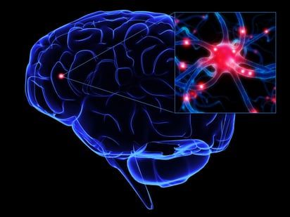 Crearon un modelo matemático de difusión de moléculas de agua o de hidrógeno con el que detectaron la estructura casi exacta del cerebro humano vivo. (ARCHIVO)