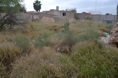 Limpieza. Según las autoridades sanitarias es necesario que la población retire la maleza crecida en sus domicilios. (EL SIGLO DE TORREÓN)