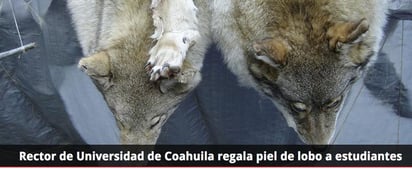 Encienden pleito. Se desata polémica por piel de lobo en una residencia de la UA de C.