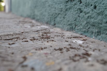 Atención. Plaga de chinches sigue invadiendo casas de Torreón, aunque no son un riesgo para la salud. (EDITH GONZÁLEZ)