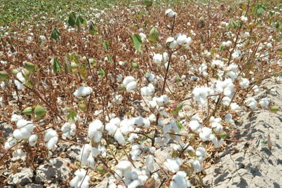 Ciclo agrícola. Hay dos esquemas de comercialización para la producción de algodón en este año. (EL SIGLO DE TORREÓN)