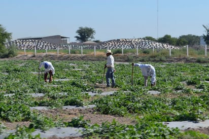 Falta de recursos. El retraso en la llegada de los créditos perjudica al productor agrícola y sus tierras, no avanza el cultivo. (CLAUDIA LANDEROS)