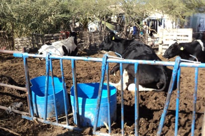 Productores. Buscan que Liconsa compre más leche a los productores de leche de traspatio. (ARCHIVO)