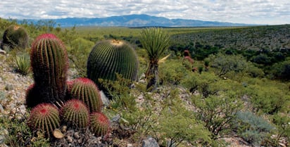 Flora. En lugares como Mapimí, se cuenta con diversas especies de flora y fauna.