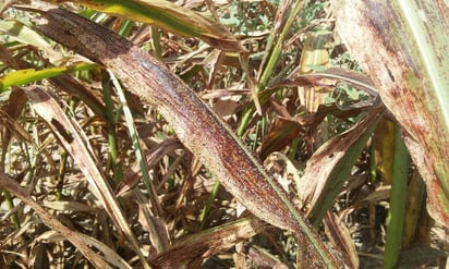 Afectados. El pulgón amarillo acabó con el cultivo del sorgo forrajero en la Comarca Lagunera de Coahuila y Durango. (ARCHIVO)