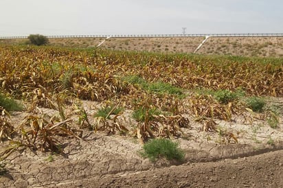 Daños. Hubo severas afectaciones en la región por el pulgón amarillo. 