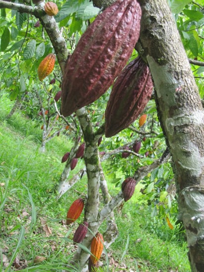 La deforestación y la sustitución por plantaciones agroforestales afecta en el monto de carbono que el suelo tropical puede almacenar. (ARCHIVO)