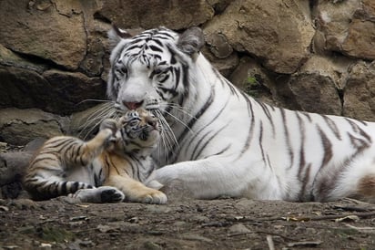 Los hallazgos del estudio, realizado por el Departamento Forestal, han sido acogidos con decepción en Bangladesh, pues el anterior censo oficial, hecho en 2004 a partir de huellas, había estimado una población de unos 440 tigres. (ARCHIVO)