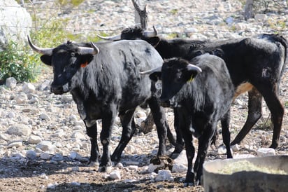 El toro de lidia y los novillos son una especie que se cría especialmente para la fiesta brava.