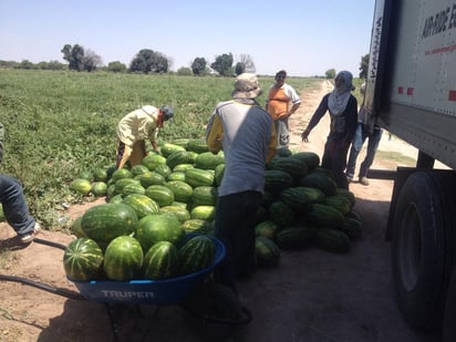 Beneficiados. Productores de sandía podrían vender a cadena nacional, asegurando la colocación del producto y un precio justo. (CORTESÍA)