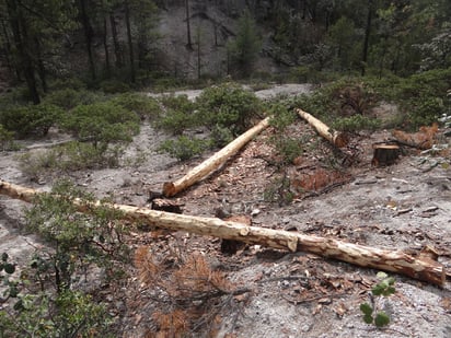 El informe de 2015 sobre los recursos forestales mundiales sostiene que la superficie de bosques sigue reduciéndose a medida que la población crece y la demanda de alimentos y tierras se intensifica. (ARCHIVO)