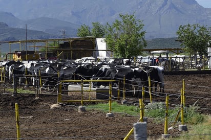 No exportan. En La Laguna predomina el ganado lechero, el cual es más propenso a la tuberculosis y se mezclan los animales. (EL SIGLO DE TORREÓN)