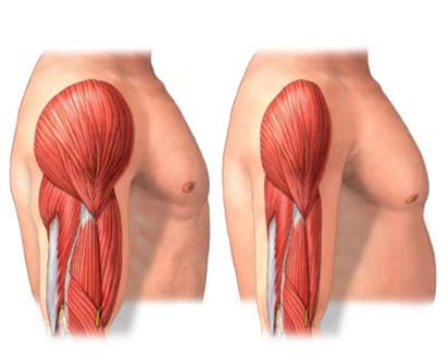 Se estudiará la composición corporal en función de la medición de la cantidad de grasa y músculo, con el fin de conocer sus porcentajes y de esta forma detectar tempranamente el síndrome de la sarcopenia. (INTERNET)