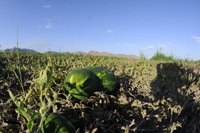 Ciclo agrícola. La Laguna es productor prinicipal de hortalizas como sandía.