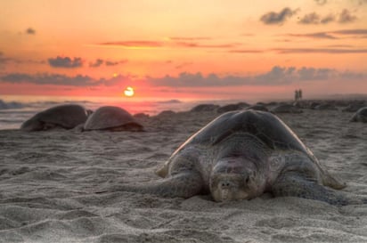 De junio a noviembre se registran los arribazones de tortugas.