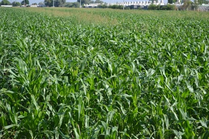 Queja. Asegura la Sociedad de Productores de Forrajes que no tienen otra alternativa que cultivar sólo lo que ya se conoce.