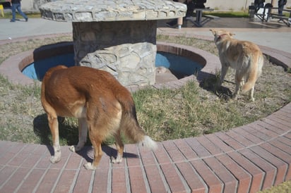 Protección. Asociaciones protectoras de animales buscan el bienestar de todas las mascotas. (ANGÉLICA SANDOVAL)