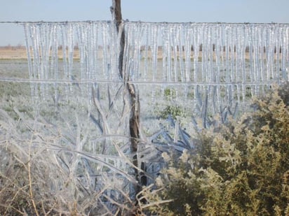 En fotografías se aprecian los copos de hielo colgando de las cercas generando postales maravillosas.